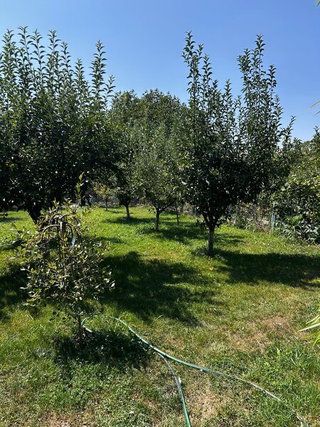 Mihailesti, Giurgiu.